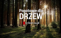 „Pogotowie dla Drzew” - wspólny projekt „Gazety Wyborczej” i Fundacji Dzika Polska