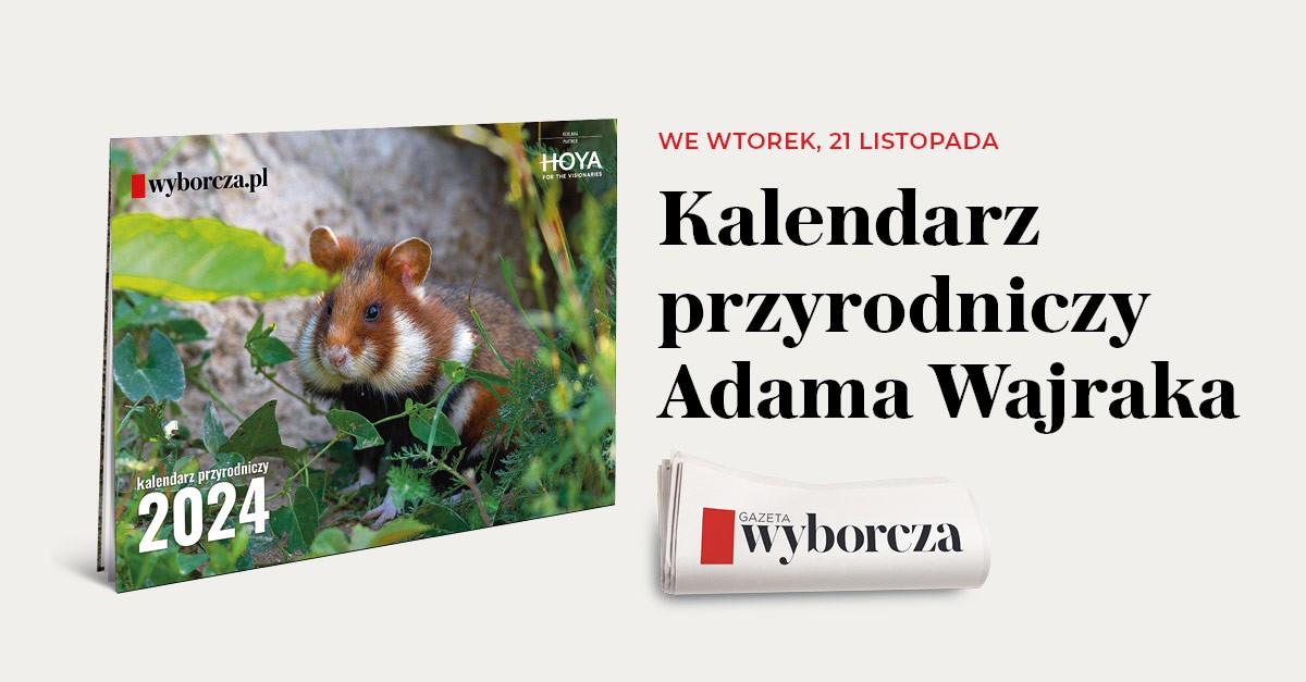 Kalendarz przyrodniczy ze zdjęciami Adama Wajraka we wtorkowym wydaniu „Gazety Wyborczej”